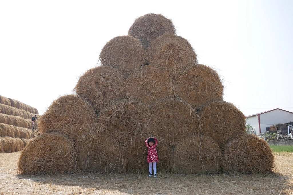 稻草捲心酥：草地上巨型咖啡捲心酥，IG打卡熱門景點，嘉義新港就有哦！ @飛天璇的口袋