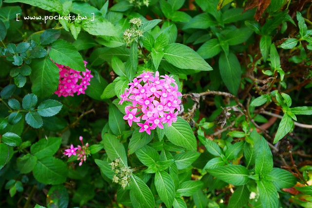Yokoneco松鼠食堂．リスの食堂┃台中西區美食：只接受FB預約的隱密餐廳，結合花藝和美食，餐點走的是家常味 @飛天璇的口袋