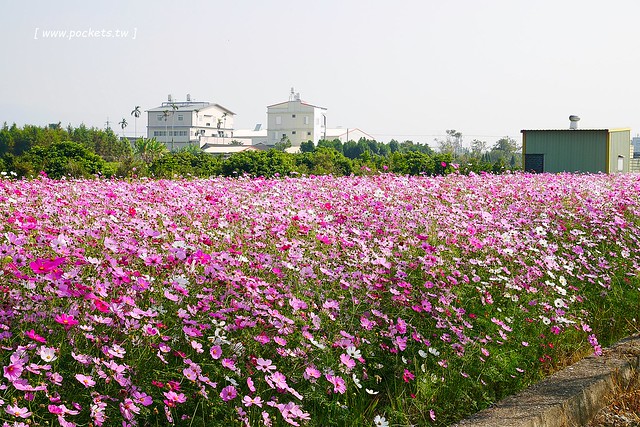溪州鄉綠筍路┃彰化旅遊景點：彰化繽紛波斯菊花海秘境，2017年溪州鄉綠筍路波斯菊正開，還有黃澄澄的油菜花和捆稻草 @飛天璇的口袋