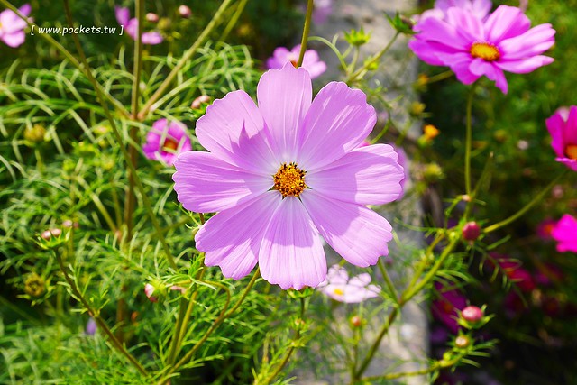 溪州鄉綠筍路┃彰化旅遊景點：彰化繽紛波斯菊花海秘境，2017年溪州鄉綠筍路波斯菊正開，還有黃澄澄的油菜花和捆稻草 @飛天璇的口袋
