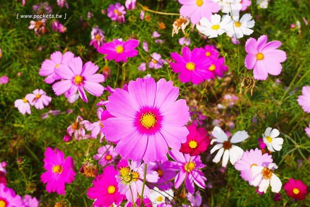溪州鄉綠筍路┃彰化旅遊景點：彰化繽紛波斯菊花海秘境，2017年溪州鄉綠筍路波斯菊正開，還有黃澄澄的油菜花和捆稻草 @飛天璇的口袋
