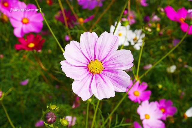 溪州鄉綠筍路┃彰化旅遊景點：彰化繽紛波斯菊花海秘境，2017年溪州鄉綠筍路波斯菊正開，還有黃澄澄的油菜花和捆稻草 @飛天璇的口袋