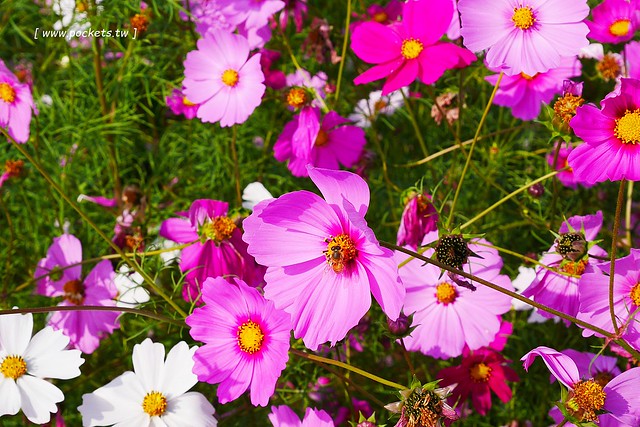 溪州鄉綠筍路┃彰化旅遊景點：彰化繽紛波斯菊花海秘境，2017年溪州鄉綠筍路波斯菊正開，還有黃澄澄的油菜花和捆稻草 @飛天璇的口袋
