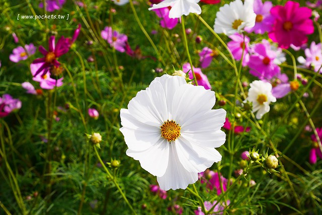 溪州鄉綠筍路┃彰化旅遊景點：彰化繽紛波斯菊花海秘境，2017年溪州鄉綠筍路波斯菊正開，還有黃澄澄的油菜花和捆稻草 @飛天璇的口袋
