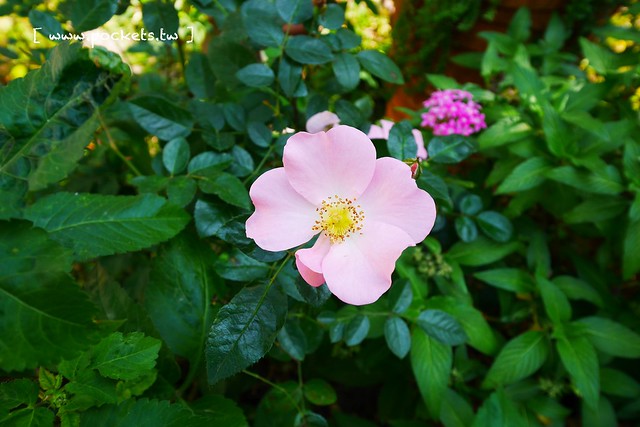Yokoneco松鼠食堂．リスの食堂┃台中西區美食：只接受FB預約的隱密餐廳，結合花藝和美食，餐點走的是家常味 @飛天璇的口袋