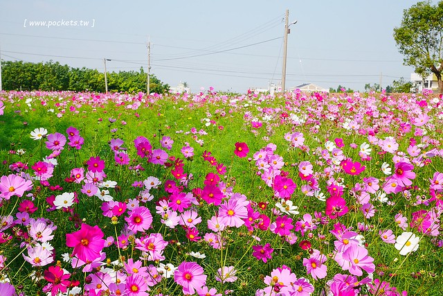 溪州鄉綠筍路┃彰化旅遊景點：彰化繽紛波斯菊花海秘境，2017年溪州鄉綠筍路波斯菊正開，還有黃澄澄的油菜花和捆稻草 @飛天璇的口袋