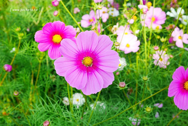 溪州鄉綠筍路┃彰化旅遊景點：彰化繽紛波斯菊花海秘境，2017年溪州鄉綠筍路波斯菊正開，還有黃澄澄的油菜花和捆稻草 @飛天璇的口袋