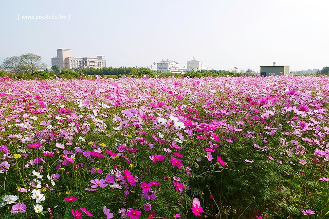 溪州鄉綠筍路┃彰化旅遊景點：彰化繽紛波斯菊花海秘境，2017年溪州鄉綠筍路波斯菊正開，還有黃澄澄的油菜花和捆稻草 @飛天璇的口袋