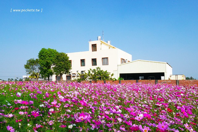 溪州鄉綠筍路┃彰化旅遊景點：彰化繽紛波斯菊花海秘境，2017年溪州鄉綠筍路波斯菊正開，還有黃澄澄的油菜花和捆稻草 @飛天璇的口袋