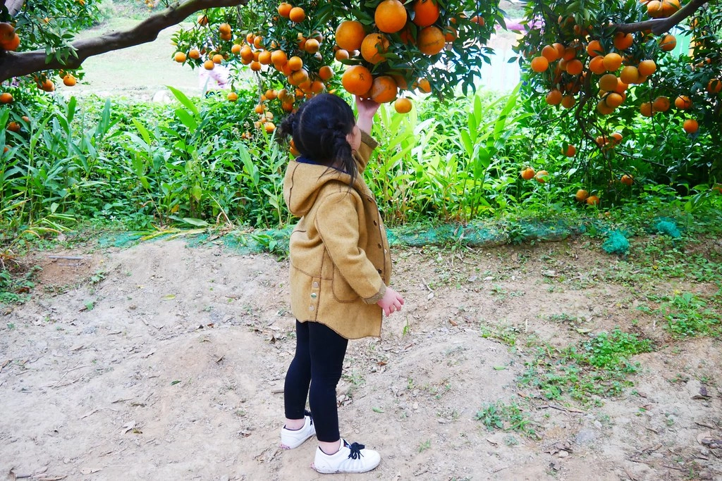 苗栗頭屋｜橙香森林．森林裡面的浪漫玻璃屋，有大片草原和橙香隧道 @飛天璇的口袋