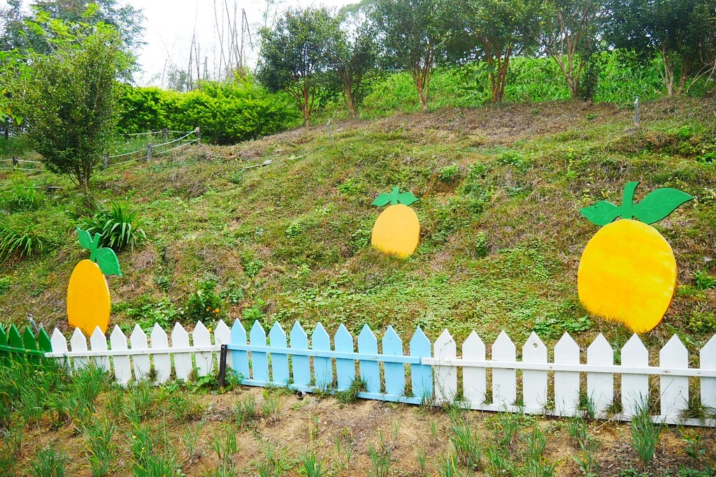 苗栗頭屋｜橙香森林．森林裡面的浪漫玻璃屋，有大片草原和橙香隧道 @飛天璇的口袋