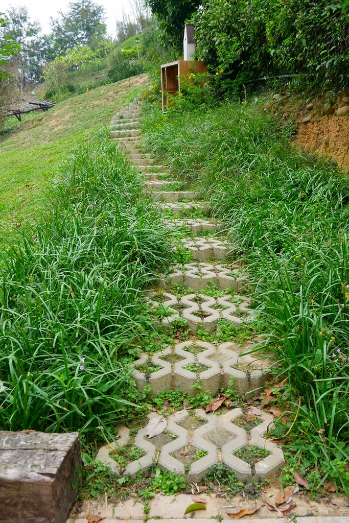 苗栗頭屋｜橙香森林．森林裡面的浪漫玻璃屋，有大片草原和橙香隧道 @飛天璇的口袋