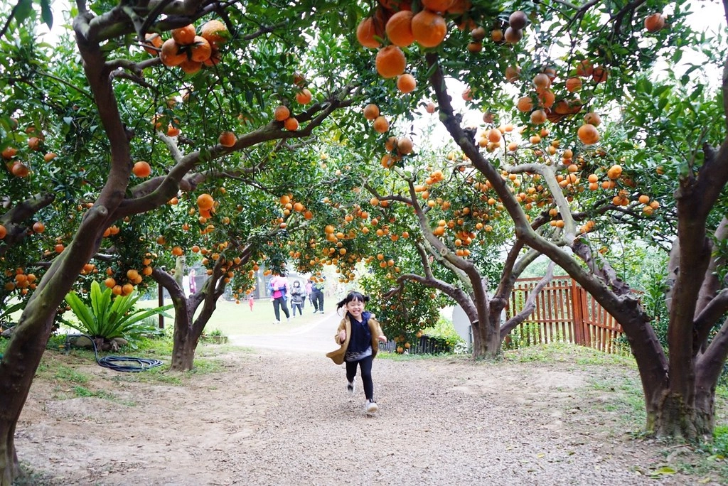 苗栗頭屋｜橙香森林．森林裡面的浪漫玻璃屋，有大片草原和橙香隧道 @飛天璇的口袋