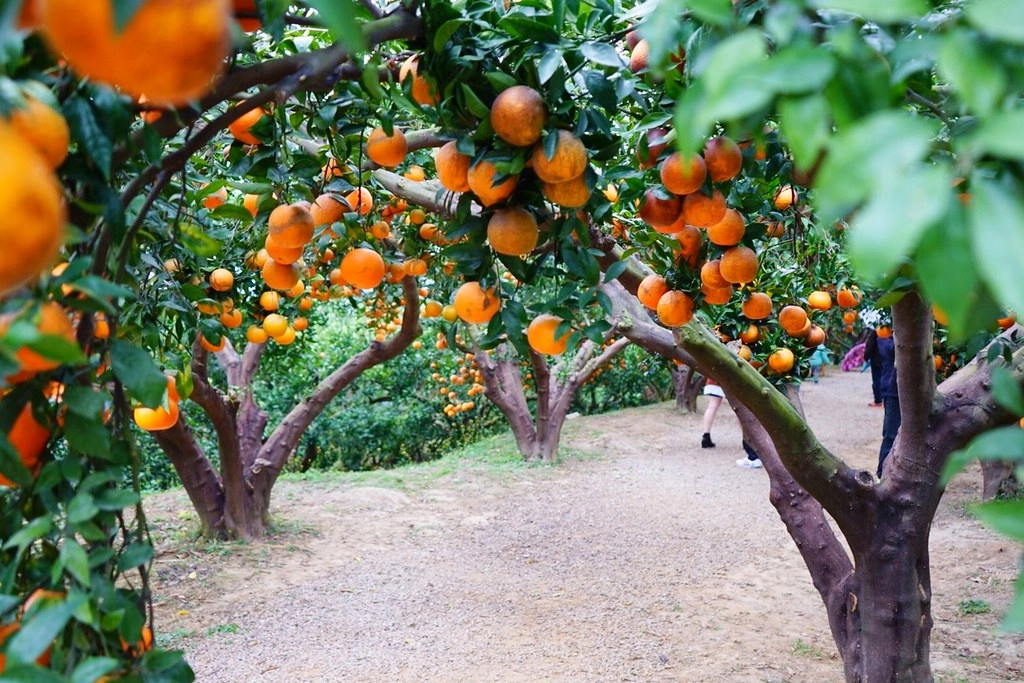 苗栗頭屋｜橙香森林．森林裡面的浪漫玻璃屋，有大片草原和橙香隧道 @飛天璇的口袋