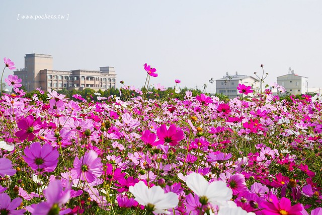 溪州鄉綠筍路┃彰化旅遊景點：彰化繽紛波斯菊花海秘境，2017年溪州鄉綠筍路波斯菊正開，還有黃澄澄的油菜花和捆稻草 @飛天璇的口袋