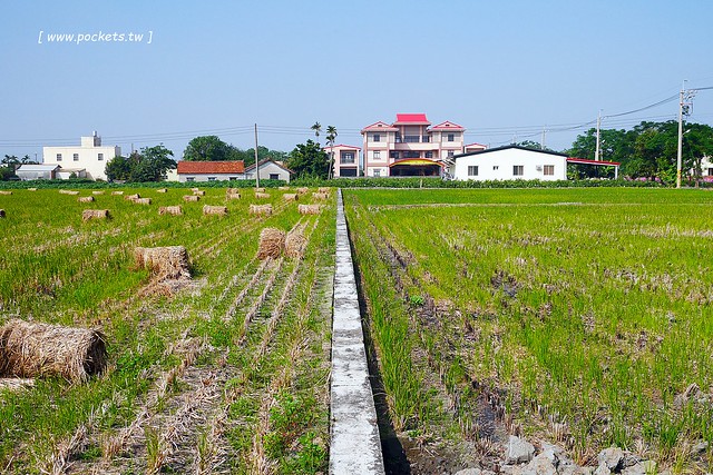 溪州鄉綠筍路┃彰化旅遊景點：彰化繽紛波斯菊花海秘境，2017年溪州鄉綠筍路波斯菊正開，還有黃澄澄的油菜花和捆稻草 @飛天璇的口袋