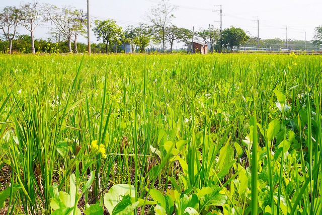 溪州鄉綠筍路┃彰化旅遊景點：彰化繽紛波斯菊花海秘境，2017年溪州鄉綠筍路波斯菊正開，還有黃澄澄的油菜花和捆稻草 @飛天璇的口袋