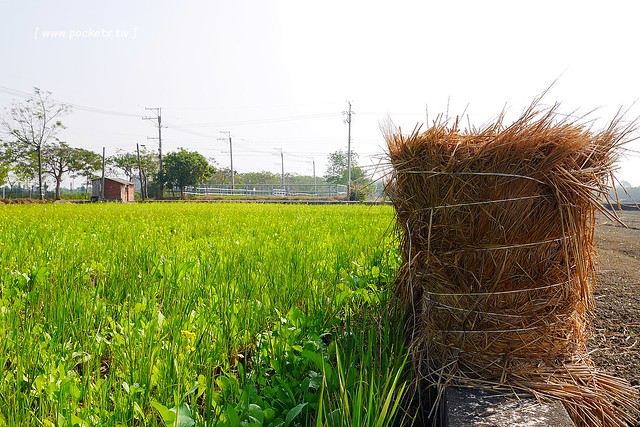 溪州鄉綠筍路┃彰化旅遊景點：彰化繽紛波斯菊花海秘境，2017年溪州鄉綠筍路波斯菊正開，還有黃澄澄的油菜花和捆稻草 @飛天璇的口袋