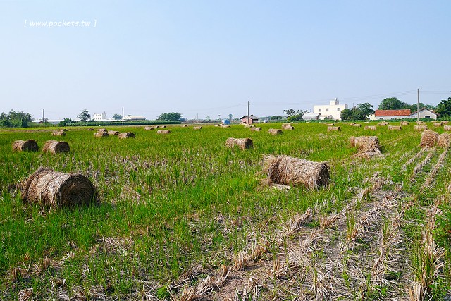 溪州鄉綠筍路┃彰化旅遊景點：彰化繽紛波斯菊花海秘境，2017年溪州鄉綠筍路波斯菊正開，還有黃澄澄的油菜花和捆稻草 @飛天璇的口袋
