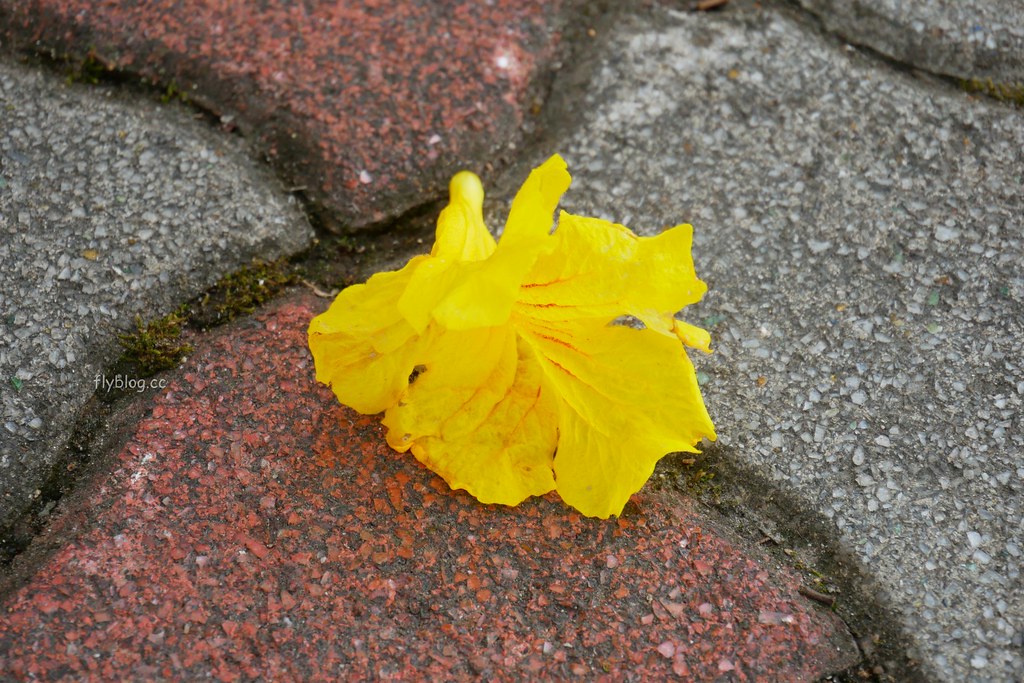 大坑情人橋全家便利商店┃台中旅遊：充滿粉紅色浪漫風情的新IG打卡聖地~粉紅盪秋千、旋轉木馬、網美拍照牆、可愛佩佩豬 @飛天璇的口袋