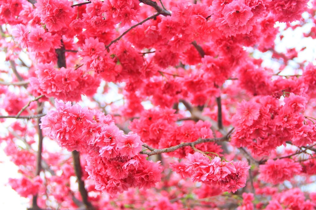 台中新社｜新社美食景點一日遊．30+新社景觀餐廳、旅遊景點、小吃美食、民宿推薦 @飛天璇的口袋