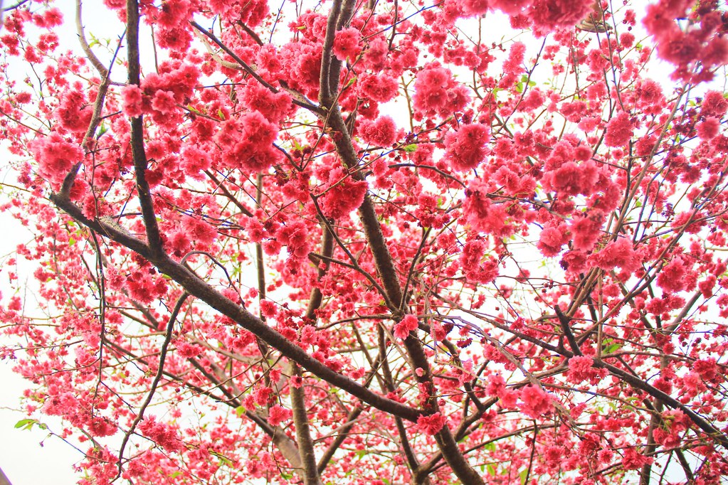 台中新社｜新社櫻花秘境．2025興社街櫻花最新花況，門票100元入園抵消費 @飛天璇的口袋