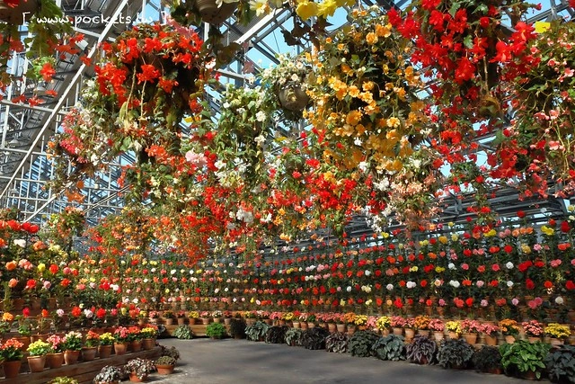 【日本三重】名花之里．なばなの里~日本冬季最大燈海，冬季百萬點燈活動(附從榮町到長島溫泉outlet的交通方式) @飛天璇的口袋