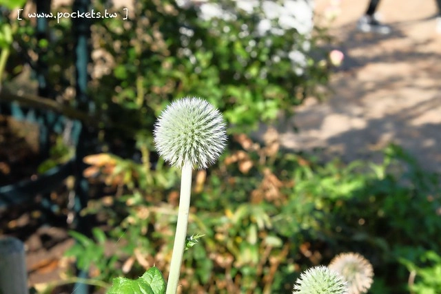 【日本三重】名花之里．なばなの里~日本冬季最大燈海，冬季百萬點燈活動(附從榮町到長島溫泉outlet的交通方式) @飛天璇的口袋