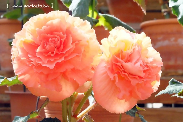 【日本三重】名花之里．なばなの里~日本冬季最大燈海，冬季百萬點燈活動(附從榮町到長島溫泉outlet的交通方式) @飛天璇的口袋