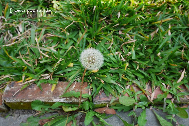 Yokoneco松鼠食堂．リスの食堂┃台中西區美食：只接受FB預約的隱密餐廳，結合花藝和美食，餐點走的是家常味 @飛天璇的口袋