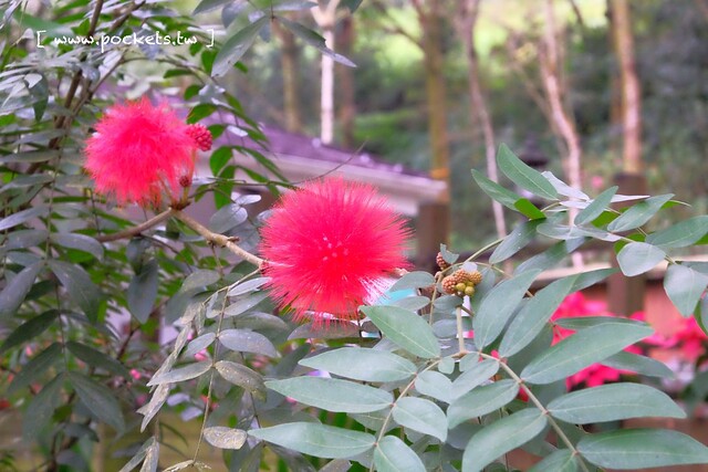 台中新社｜桃李河畔．新社著名景觀餐廳，浪漫森林玻璃屋 @飛天璇的口袋