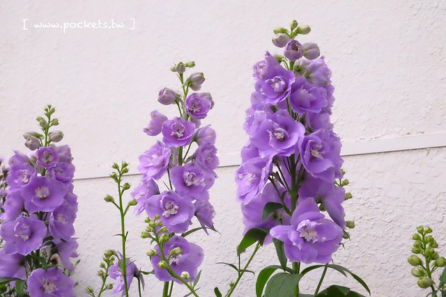 台中新社｜桃李河畔．新社著名景觀餐廳，浪漫森林玻璃屋 @飛天璇的口袋