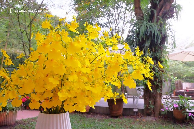 台中新社｜桃李河畔．新社著名景觀餐廳，浪漫森林玻璃屋 @飛天璇的口袋