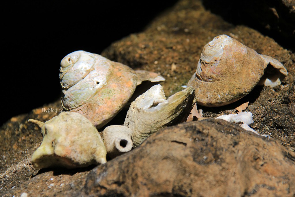 Lamanok Island┃薄荷島景點：薄荷島超隱密生態小島，享受不一樣的生態之旅 @飛天璇的口袋