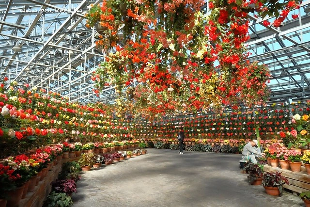 【日本三重】名花之里．なばなの里~日本冬季最大燈海，冬季百萬點燈活動(附從榮町到長島溫泉outlet的交通方式) @飛天璇的口袋