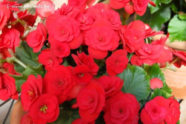 【日本三重】名花之里．なばなの里~日本冬季最大燈海，冬季百萬點燈活動(附從榮町到長島溫泉outlet的交通方式) @飛天璇的口袋