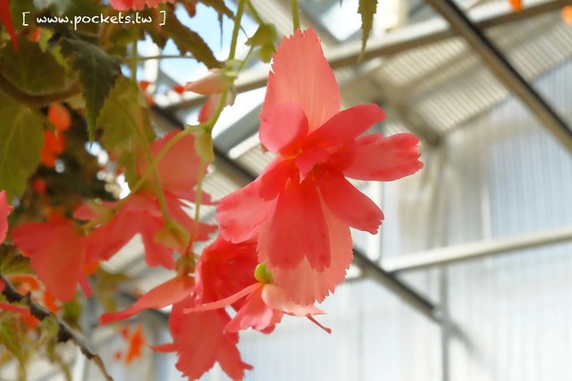 【日本三重】名花之里．なばなの里~日本冬季最大燈海，冬季百萬點燈活動(附從榮町到長島溫泉outlet的交通方式) @飛天璇的口袋