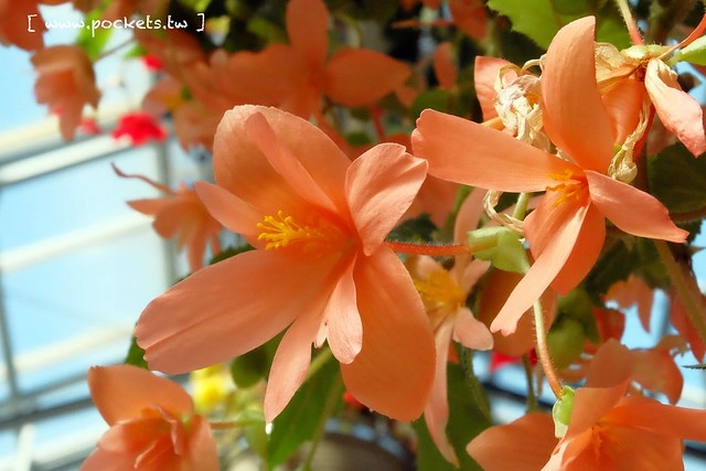 【日本三重】名花之里．なばなの里~日本冬季最大燈海，冬季百萬點燈活動(附從榮町到長島溫泉outlet的交通方式) @飛天璇的口袋