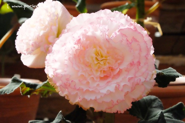 【日本三重】名花之里．なばなの里~日本冬季最大燈海，冬季百萬點燈活動(附從榮町到長島溫泉outlet的交通方式) @飛天璇的口袋