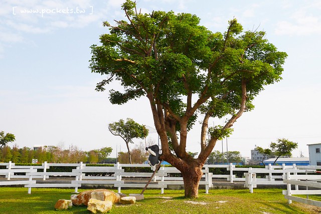 雲林崙背｜千巧谷牛樂園牧場：結合沙坑、餵魚、美食、牧場，適合親子旅遊的地點 @飛天璇的口袋