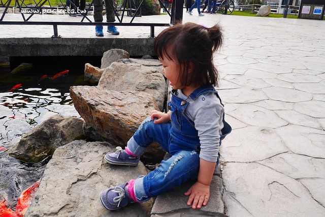 雲林崙背｜千巧谷牛樂園牧場：結合沙坑、餵魚、美食、牧場，適合親子旅遊的地點 @飛天璇的口袋