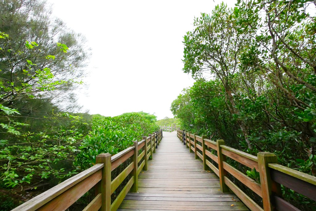 【新竹新豐】新豐紅樹林綠色步道：兼具休閒與觀光的生態保護區，走在被大自然包圍的綠色小隧道 @飛天璇的口袋