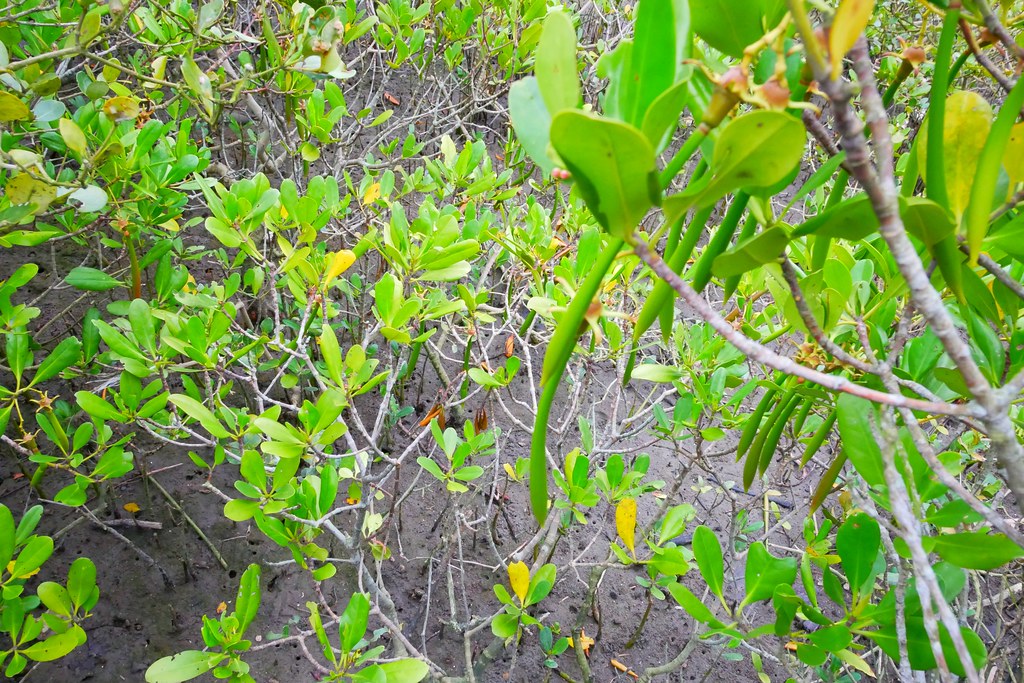 【新竹新豐】新豐紅樹林綠色步道：兼具休閒與觀光的生態保護區，走在被大自然包圍的綠色小隧道 @飛天璇的口袋