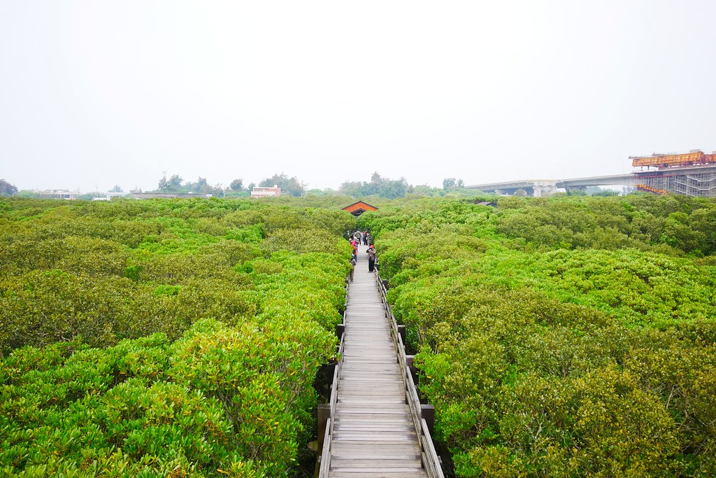 【新竹新豐】新豐紅樹林綠色步道：兼具休閒與觀光的生態保護區，走在被大自然包圍的綠色小隧道 @飛天璇的口袋