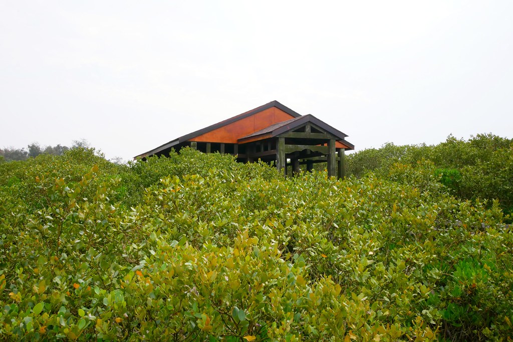 【新竹新豐】新豐紅樹林綠色步道：兼具休閒與觀光的生態保護區，走在被大自然包圍的綠色小隧道 @飛天璇的口袋