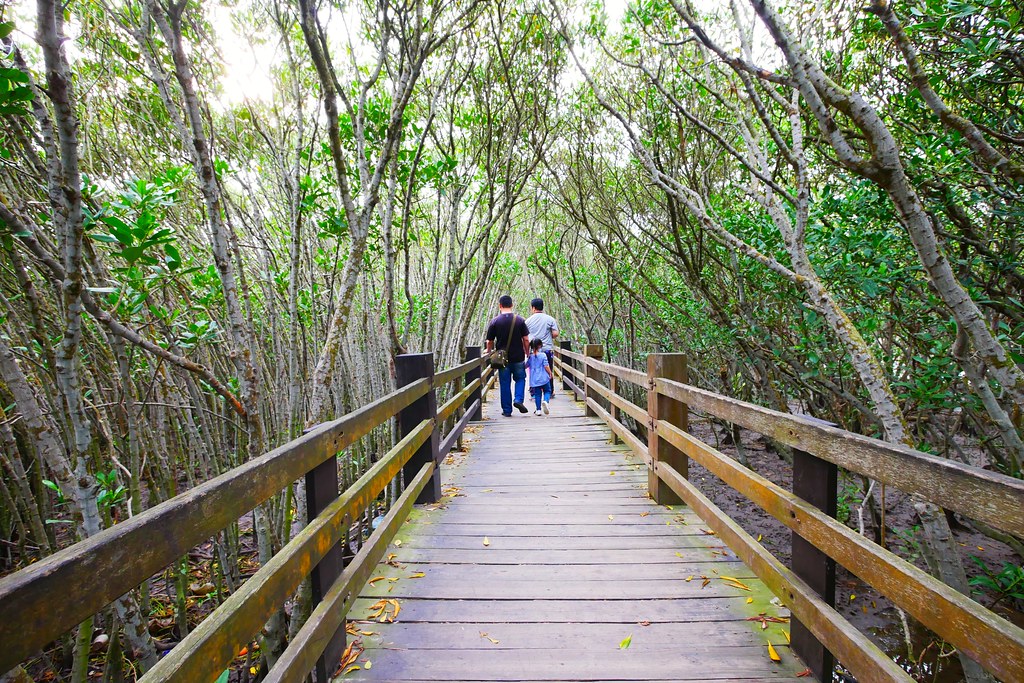【新竹新豐】新豐紅樹林綠色步道：兼具休閒與觀光的生態保護區，走在被大自然包圍的綠色小隧道 @飛天璇的口袋