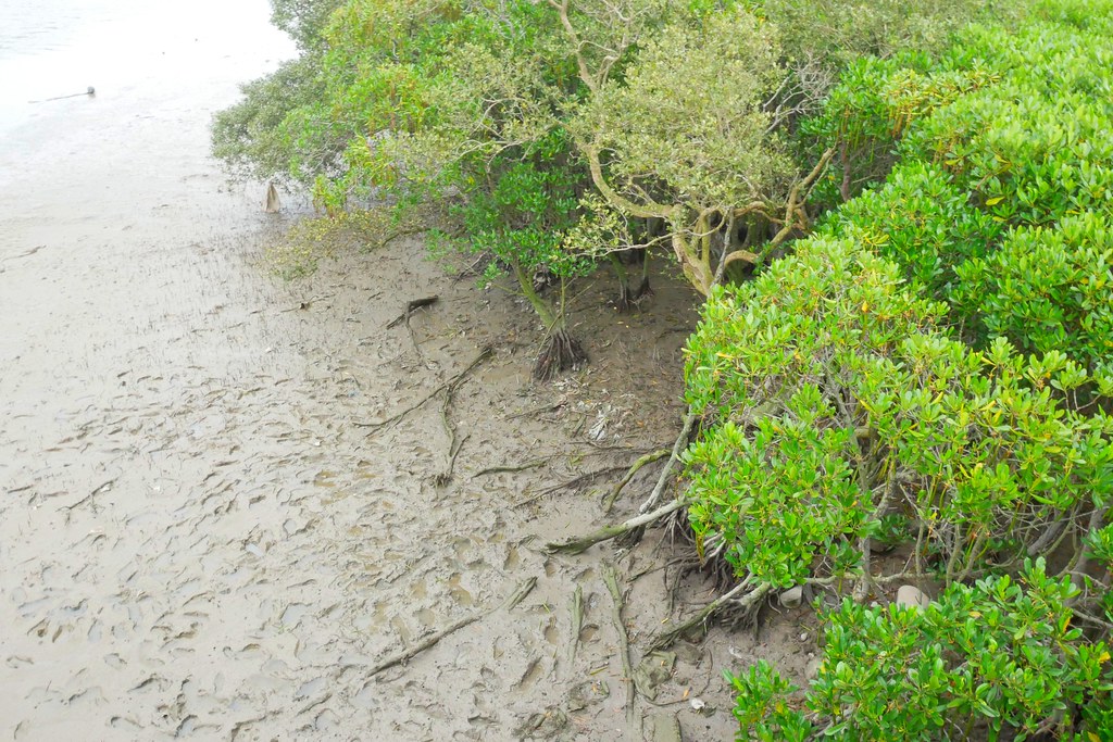 【新竹新豐】新豐紅樹林綠色步道：兼具休閒與觀光的生態保護區，走在被大自然包圍的綠色小隧道 @飛天璇的口袋