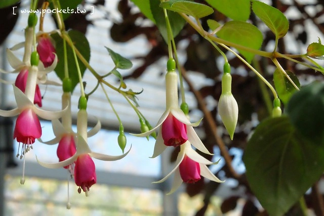 【日本三重】名花之里．なばなの里~日本冬季最大燈海，冬季百萬點燈活動(附從榮町到長島溫泉outlet的交通方式) @飛天璇的口袋
