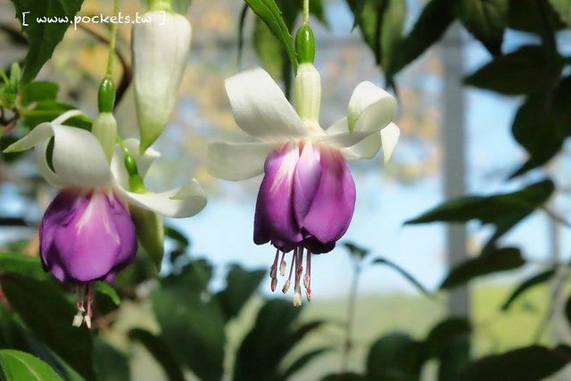 【日本三重】名花之里．なばなの里~日本冬季最大燈海，冬季百萬點燈活動(附從榮町到長島溫泉outlet的交通方式) @飛天璇的口袋