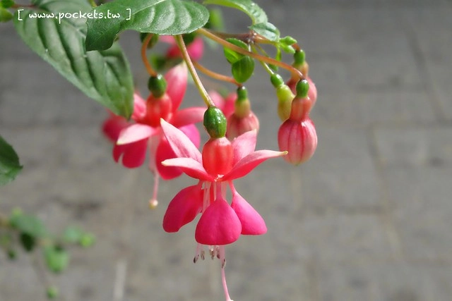 【日本三重】名花之里．なばなの里~日本冬季最大燈海，冬季百萬點燈活動(附從榮町到長島溫泉outlet的交通方式) @飛天璇的口袋